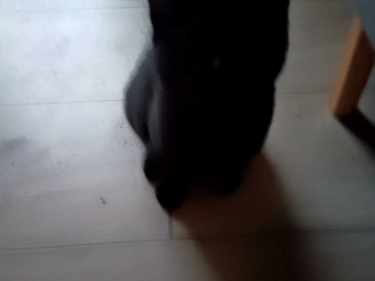 Billede 9 - 16 uger gammel killinger