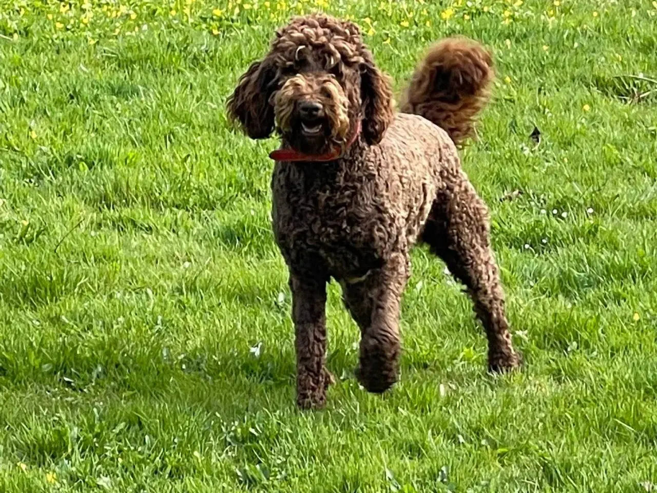 Billede 1 - 🐾 Skøn stor Goldendoodle pige 4 år 🐾