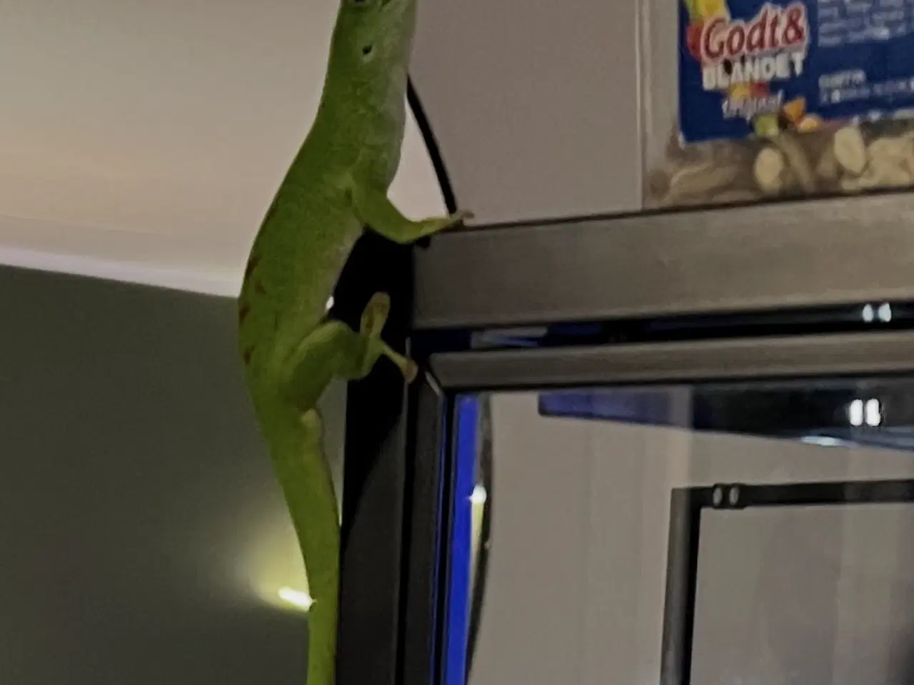 Billede 3 - 1.1 Stor Daggekko par 