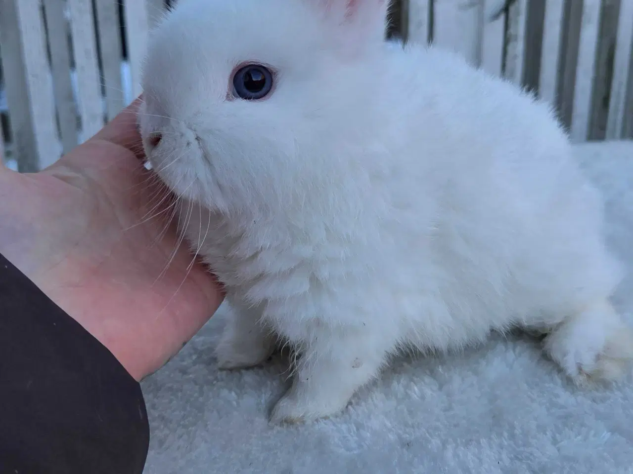 Billede 1 - Minilop kanin unge 