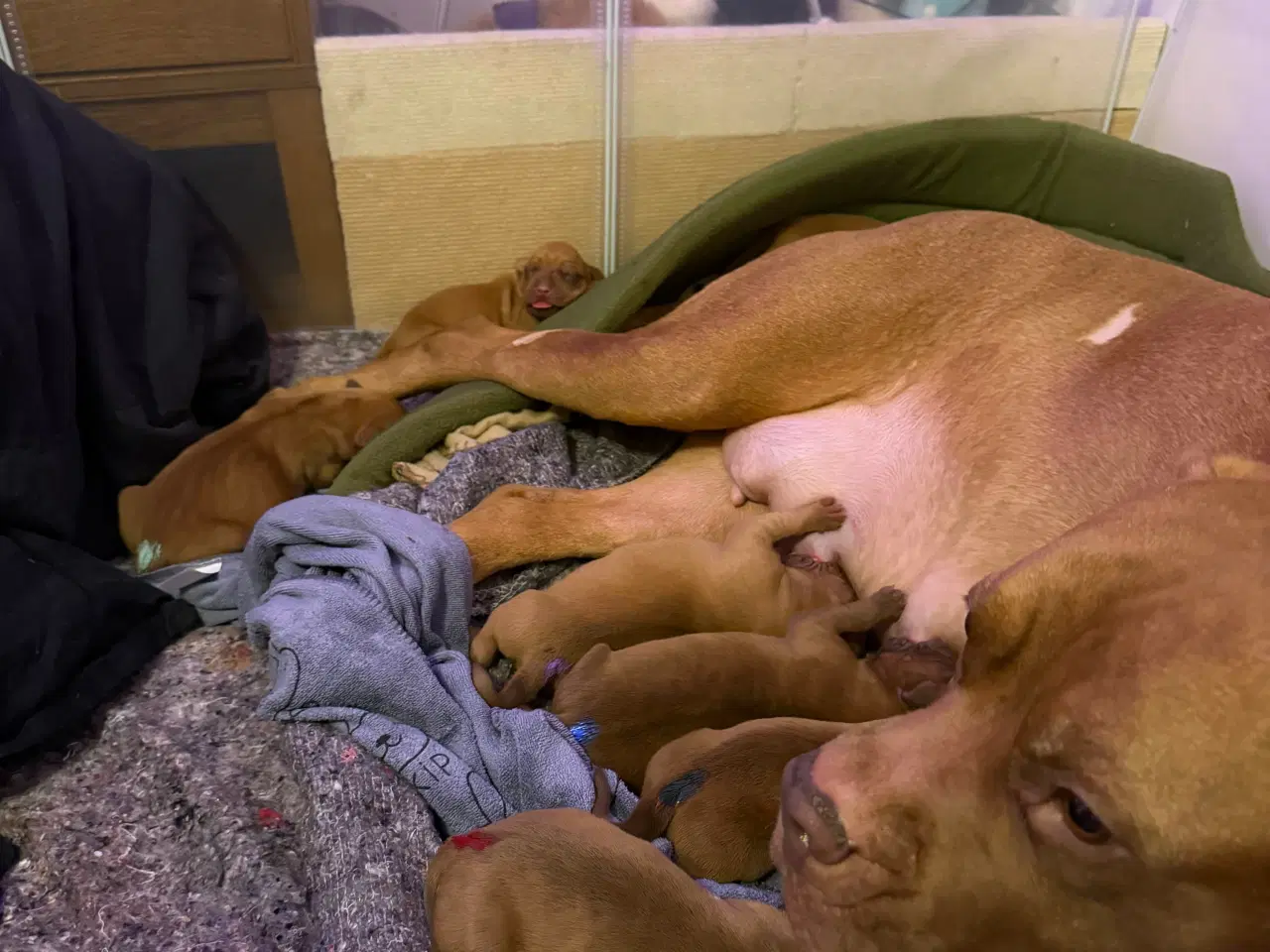 Billede 2 - Smukke fransk mastiff hvalpe ❤️🐾