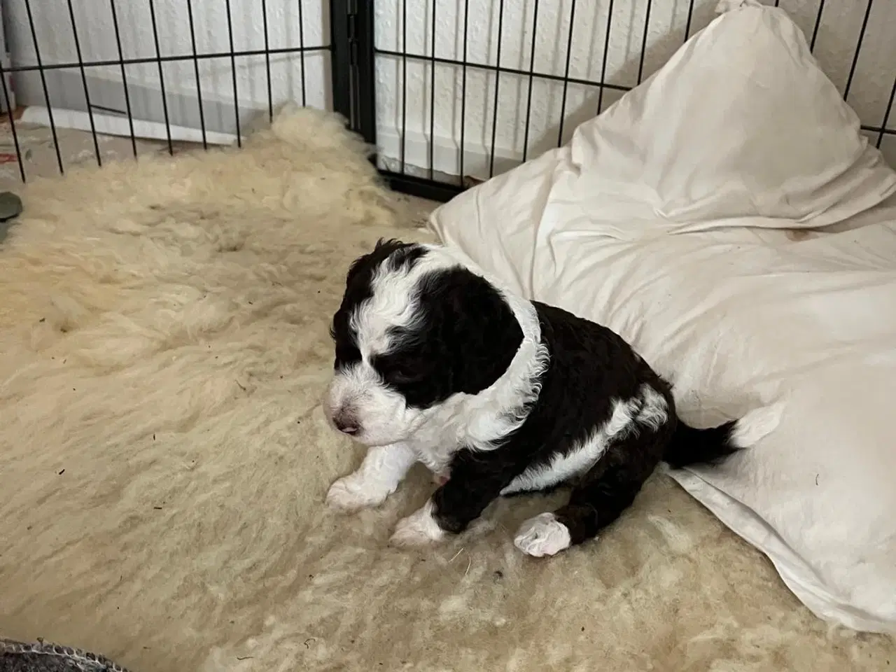 Billede 7 - Hvalpe af Spansk Vandhund