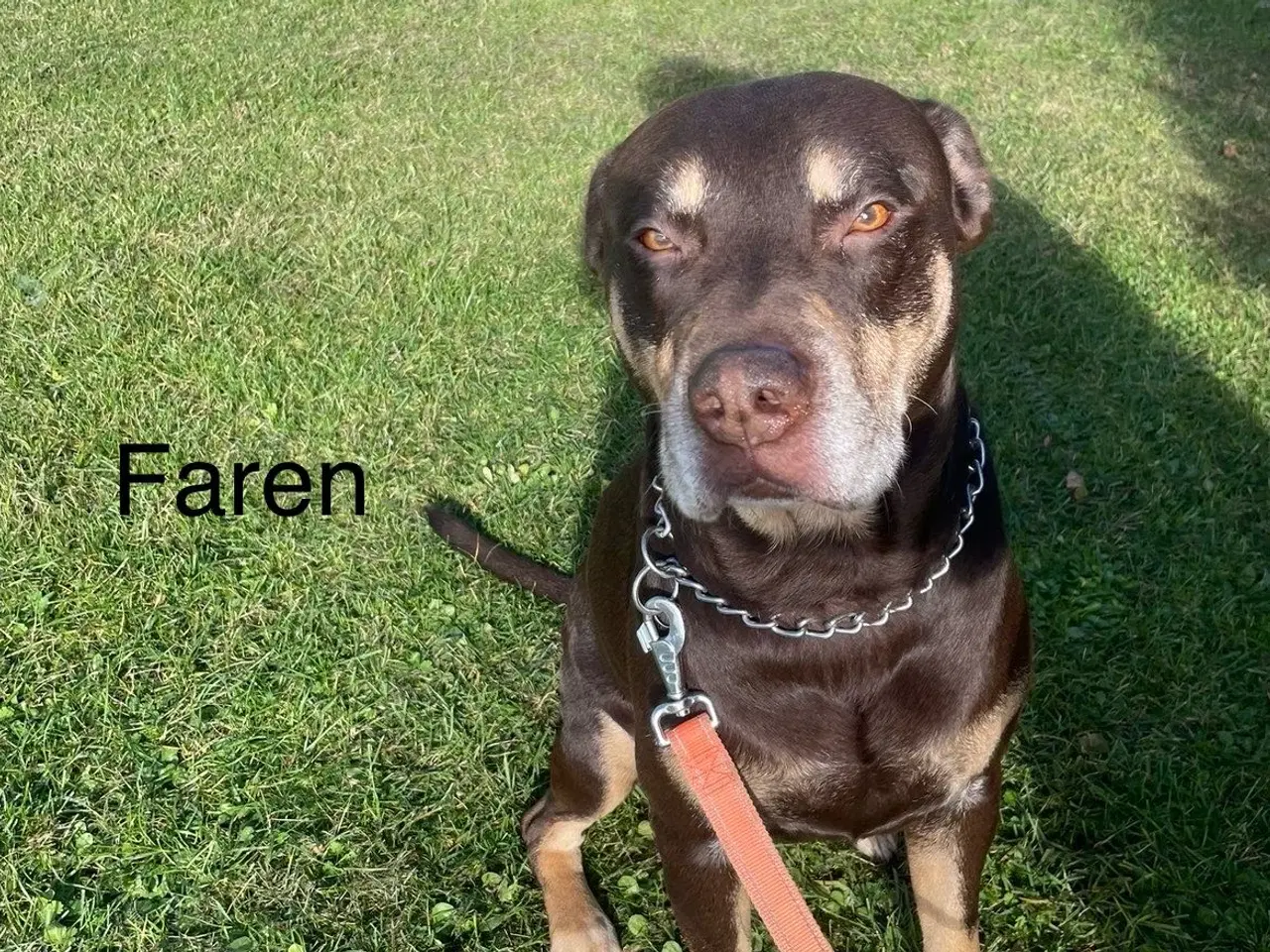 Billede 11 - Rottweiler blanding