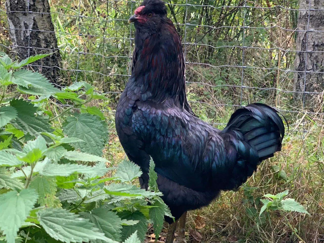 Billede 1 - Haner, engelsk araucana