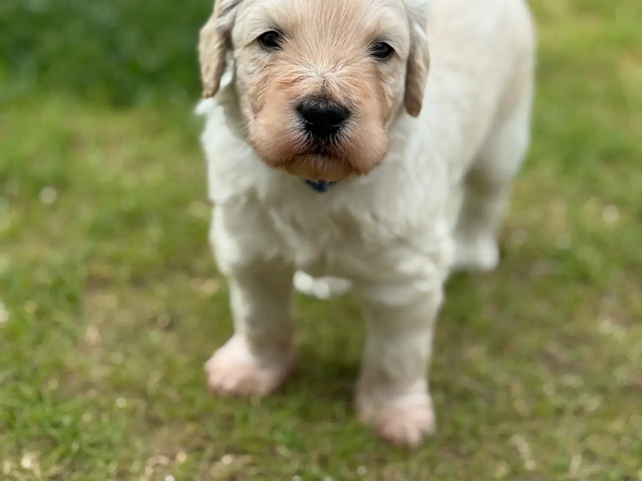 Billede 2 - Goldendoodle hvalpe sælges 