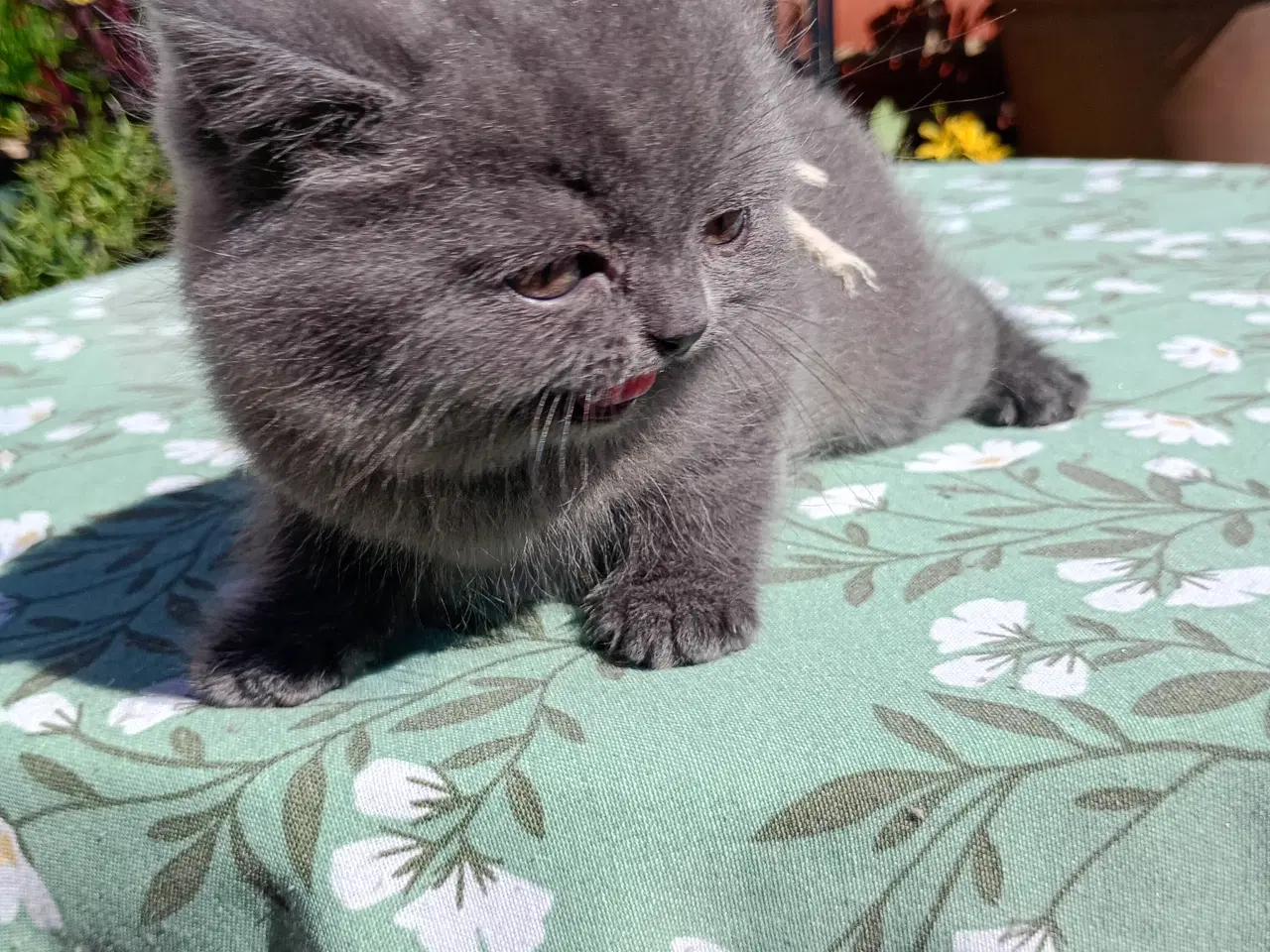 Billede 6 - British shorthair pige - RESERVERET