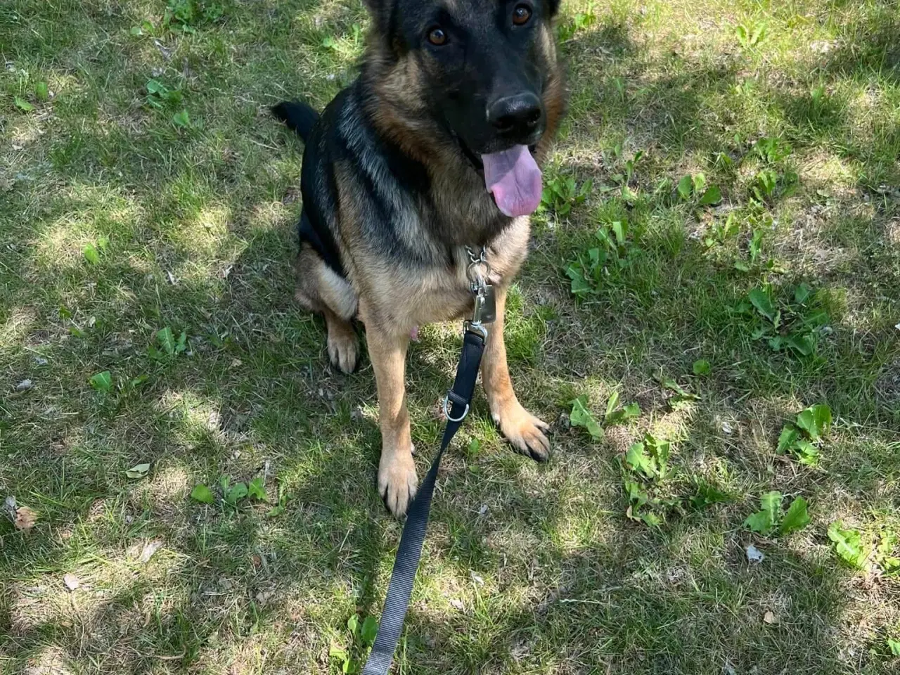 Billede 1 - Han schæfer 