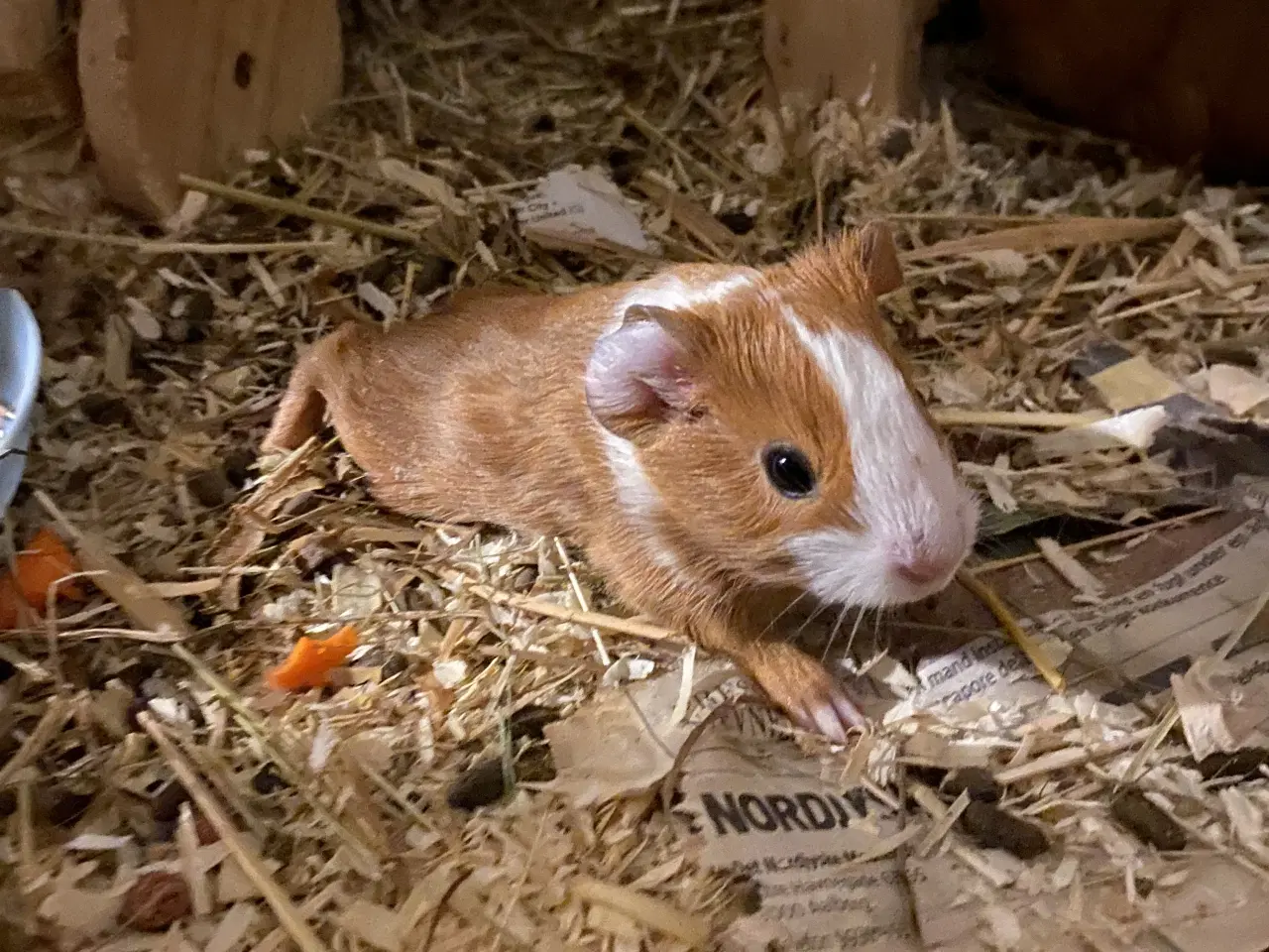 Billede 7 - Den sødeste marsvinunge (hun)