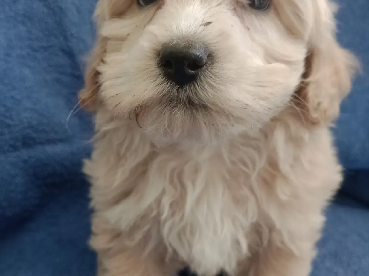 Billede 10 - Maltipoo hvalpe