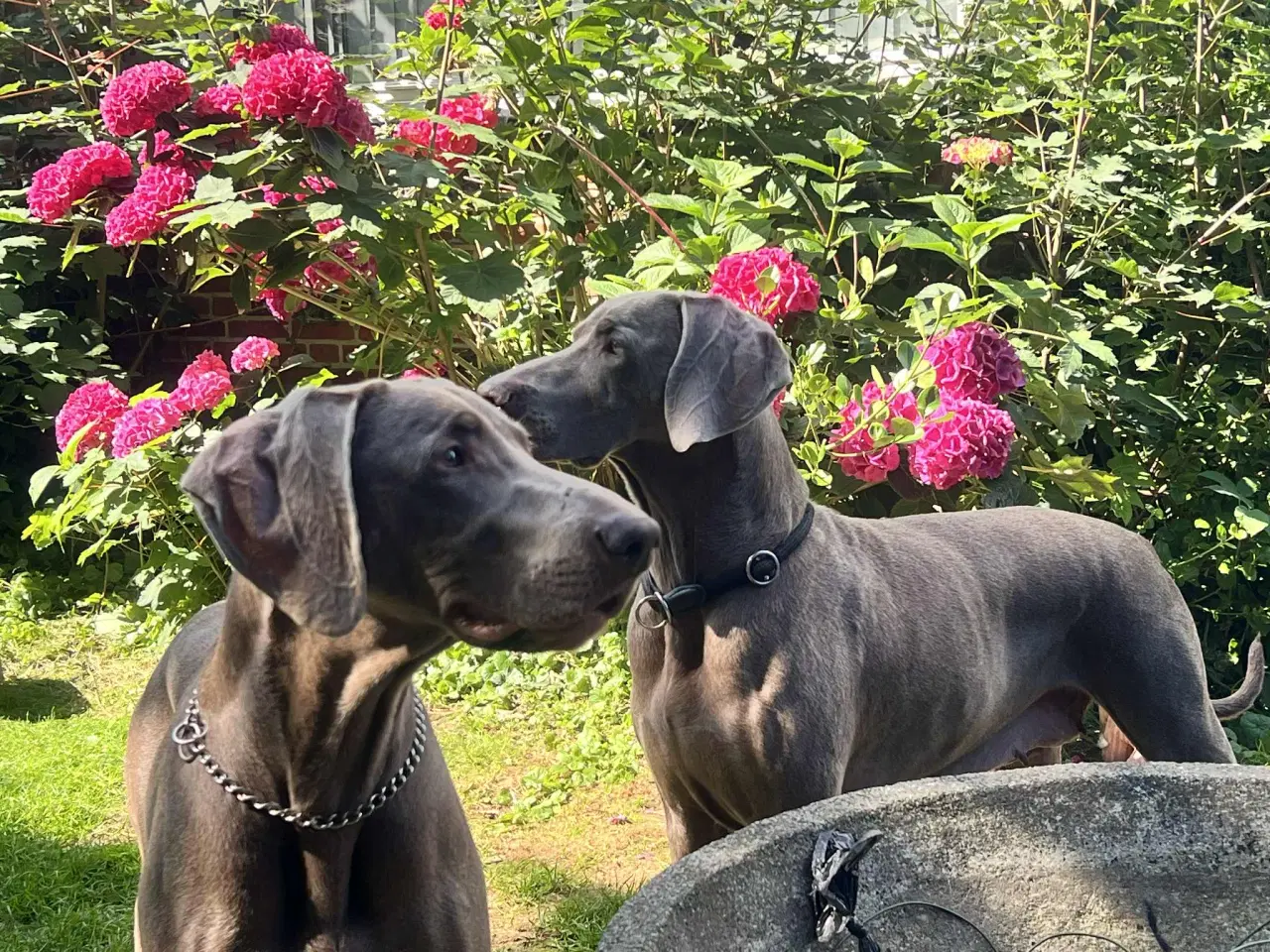 Billede 3 - Weimaraner hvalpe 