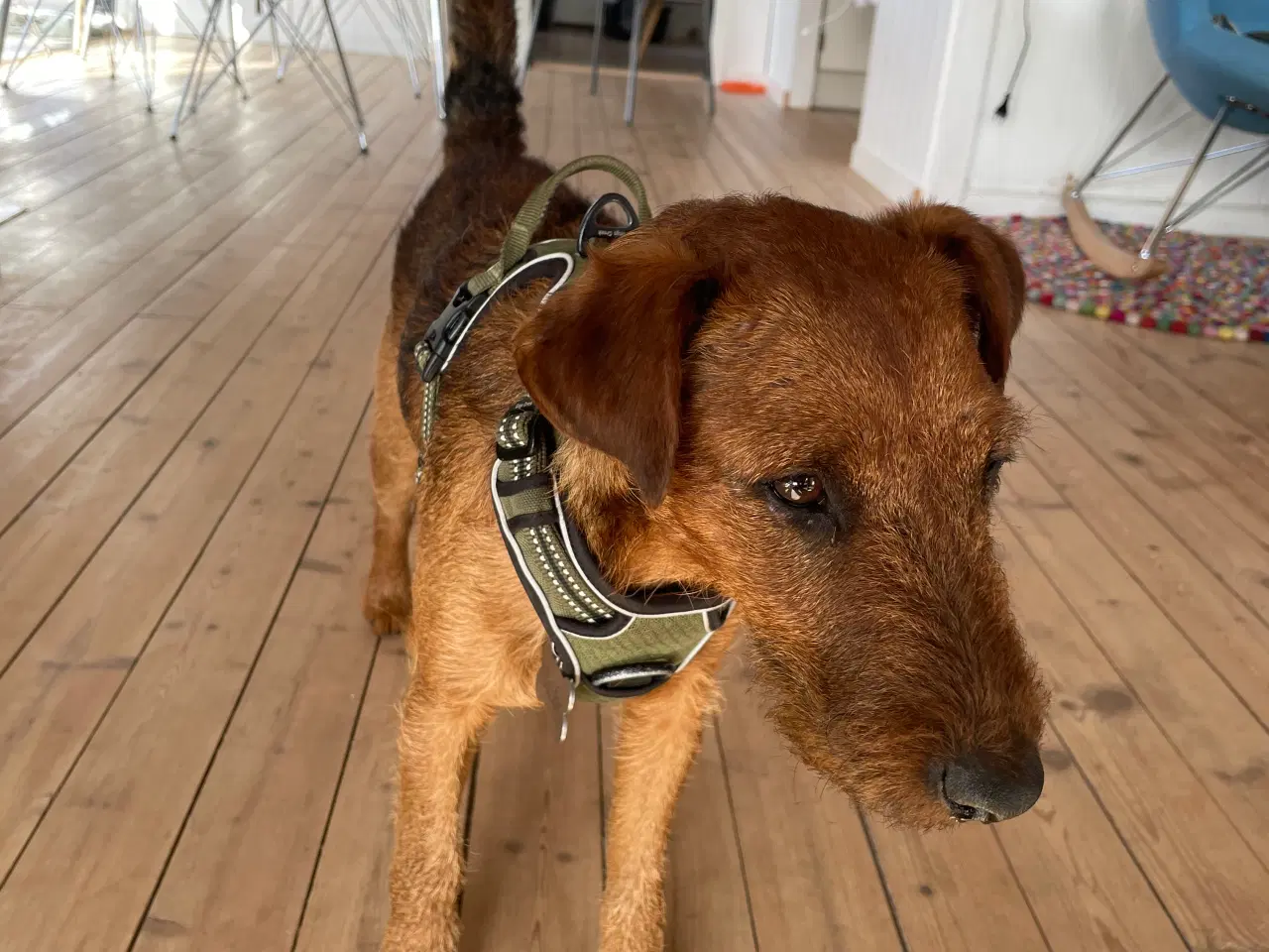 Billede 3 - Jagthund søger nyt hjem