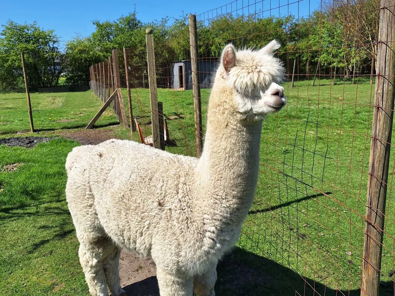 Billede 3 - Alpaka hingst 
