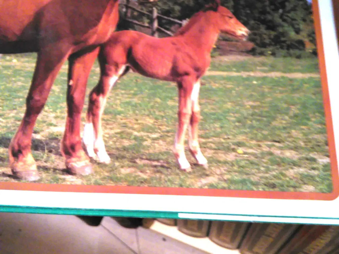 Billede 3 - Lademanns Dyreleksikon. 