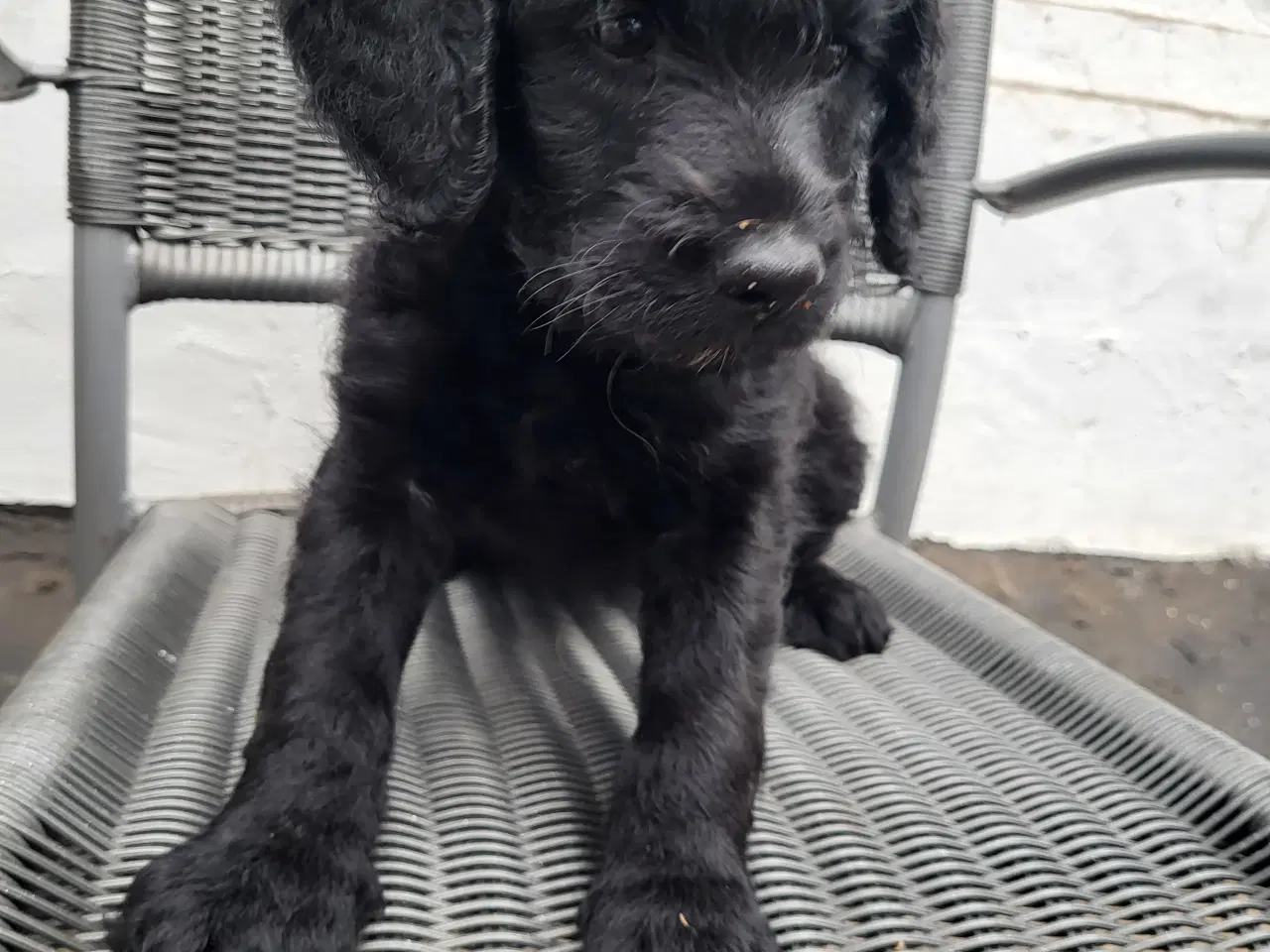 Billede 7 - Labra Doodle Hvalpe 