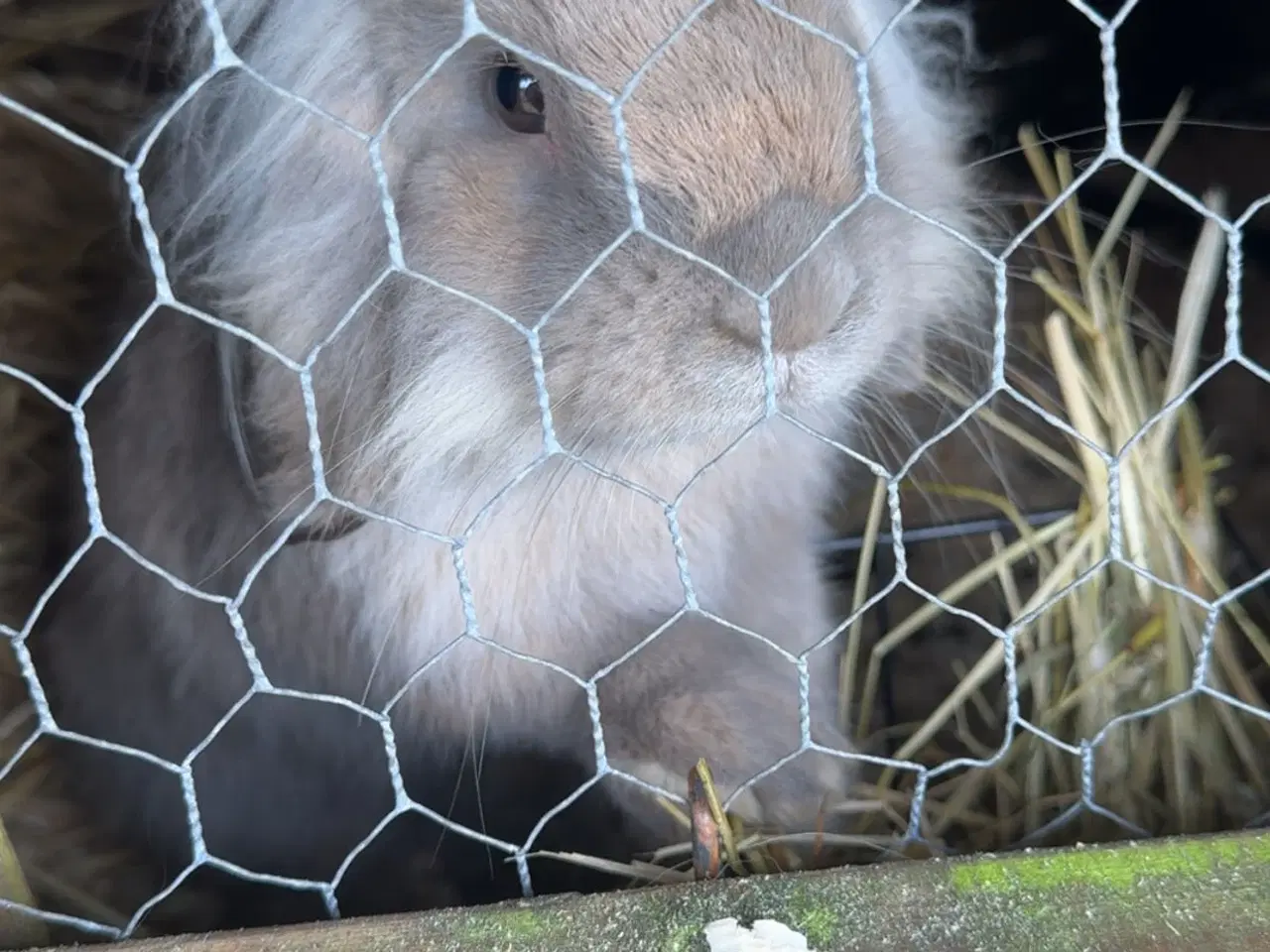 Billede 3 - Løvehoved han 