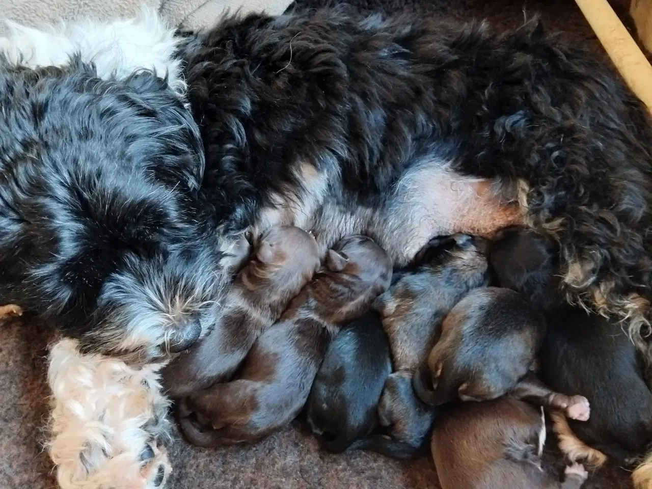 Billede 2 - Sødeste små hvalpe