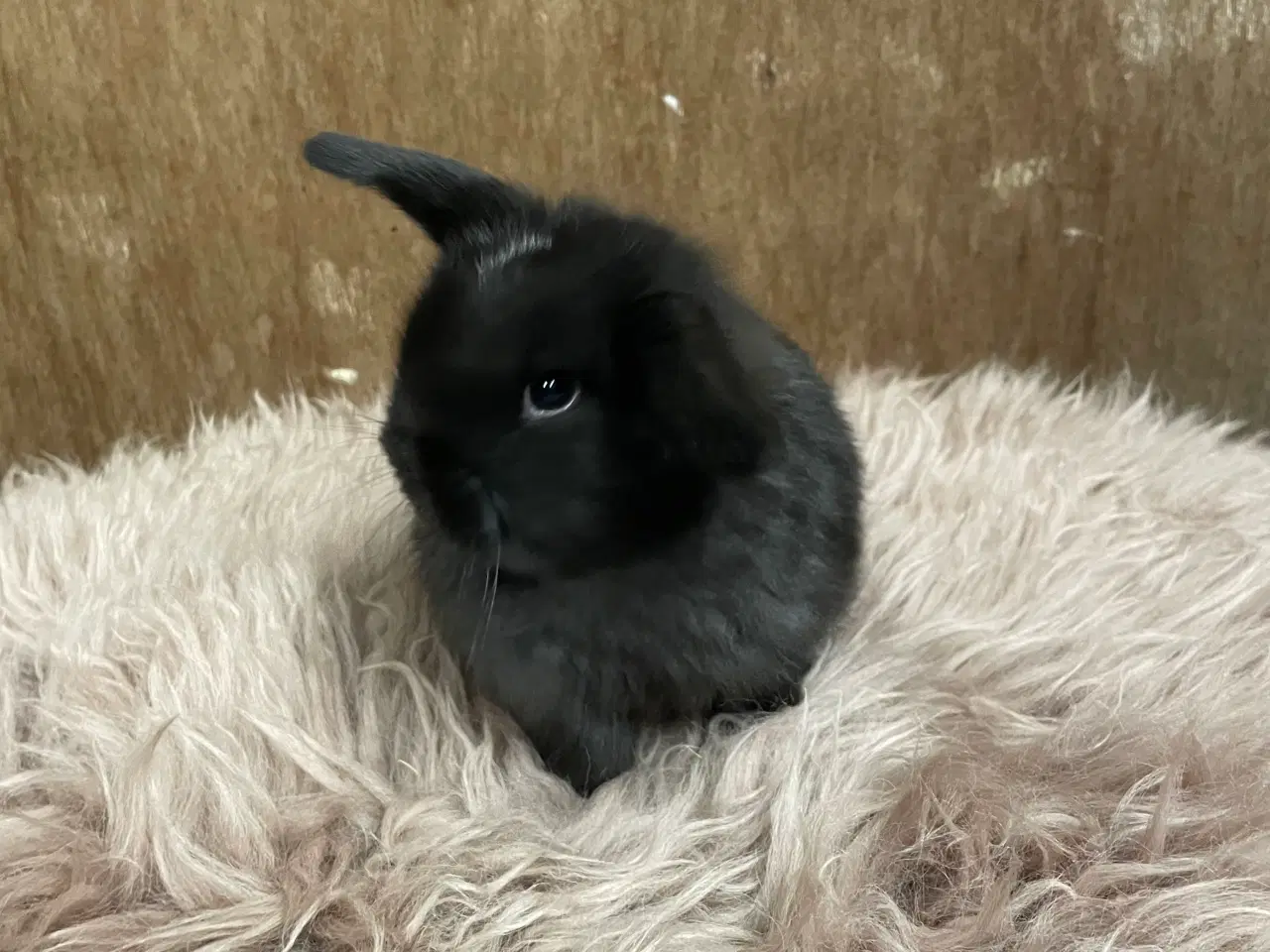 Billede 6 - Minilop unge klar 21/2 (dreng)