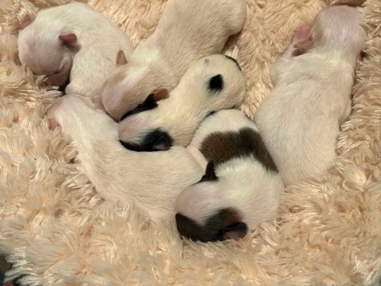 Billede 8 -  Hvalpe ( SOLGT ) 