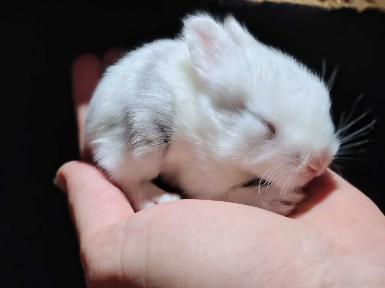 Billede 6 - Indendørs Frikanin 🐰