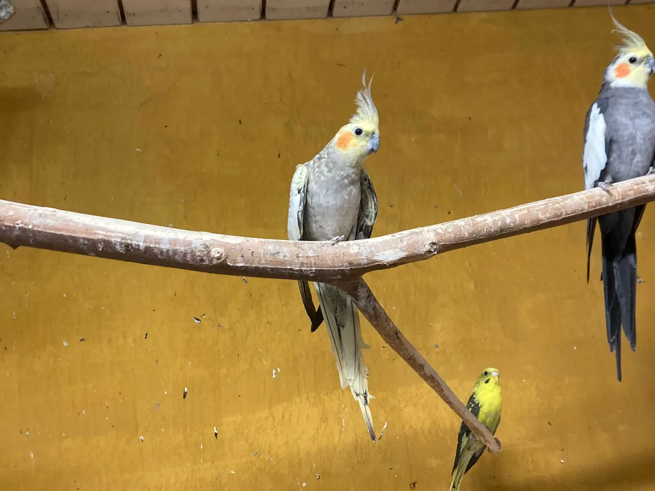 Billede 2 - Nymferparekitter grå 