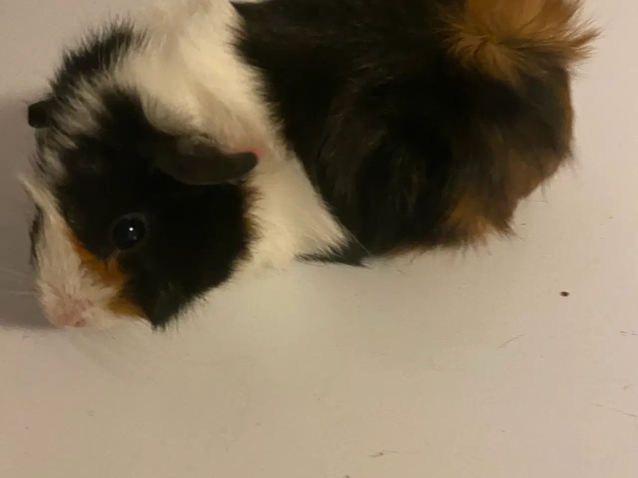 Billede 3 - 2 Hun marsvin 