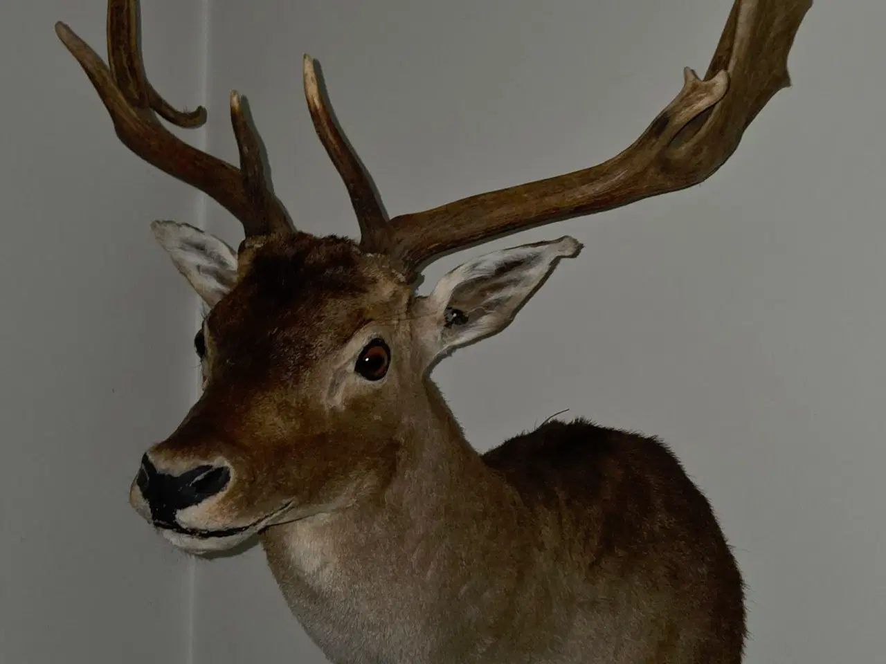 Billede 1 - Dåhjort skulder monteret Gevir