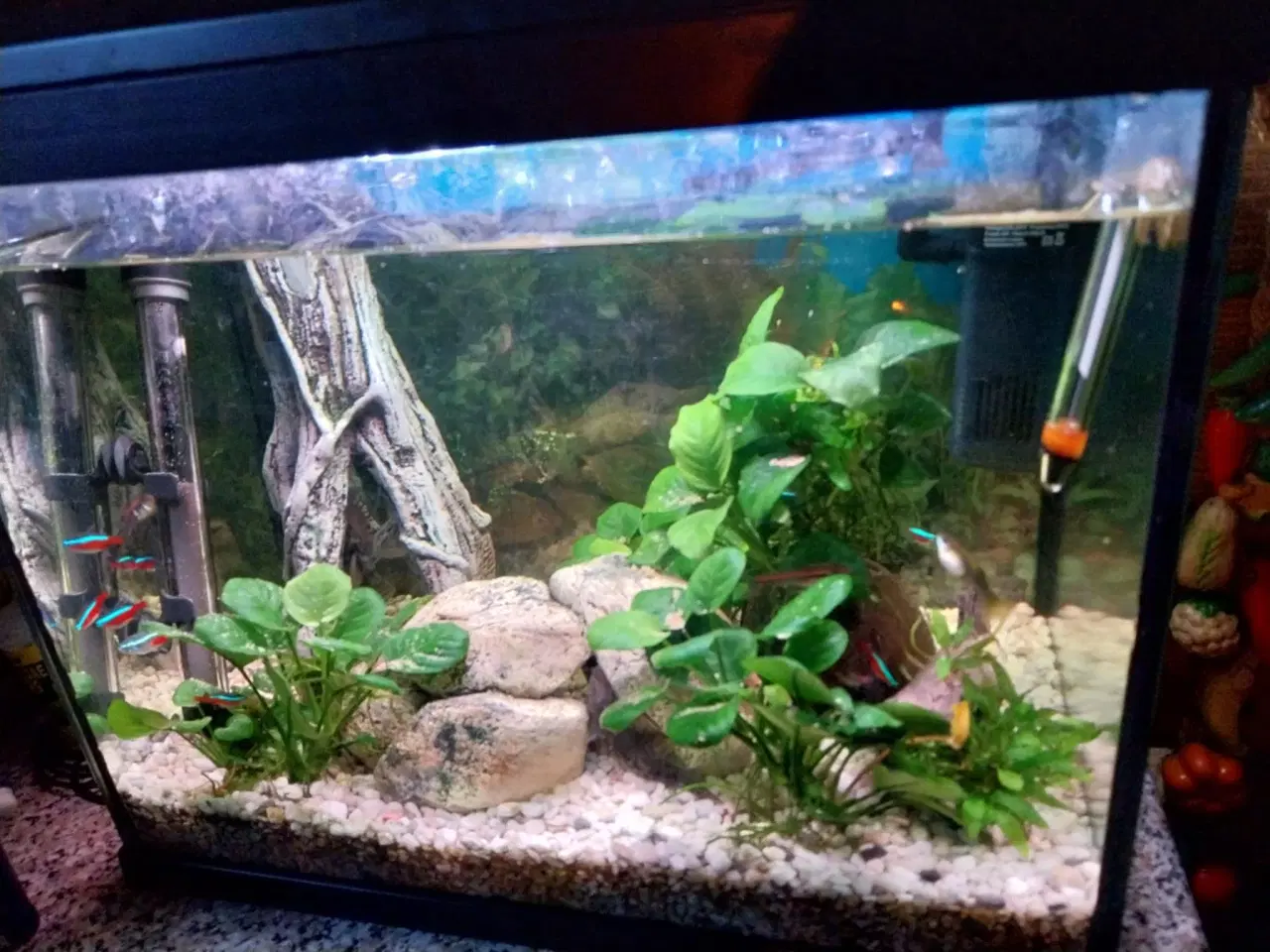 Billede 9 - Akvarie med fisk og tilbehør 