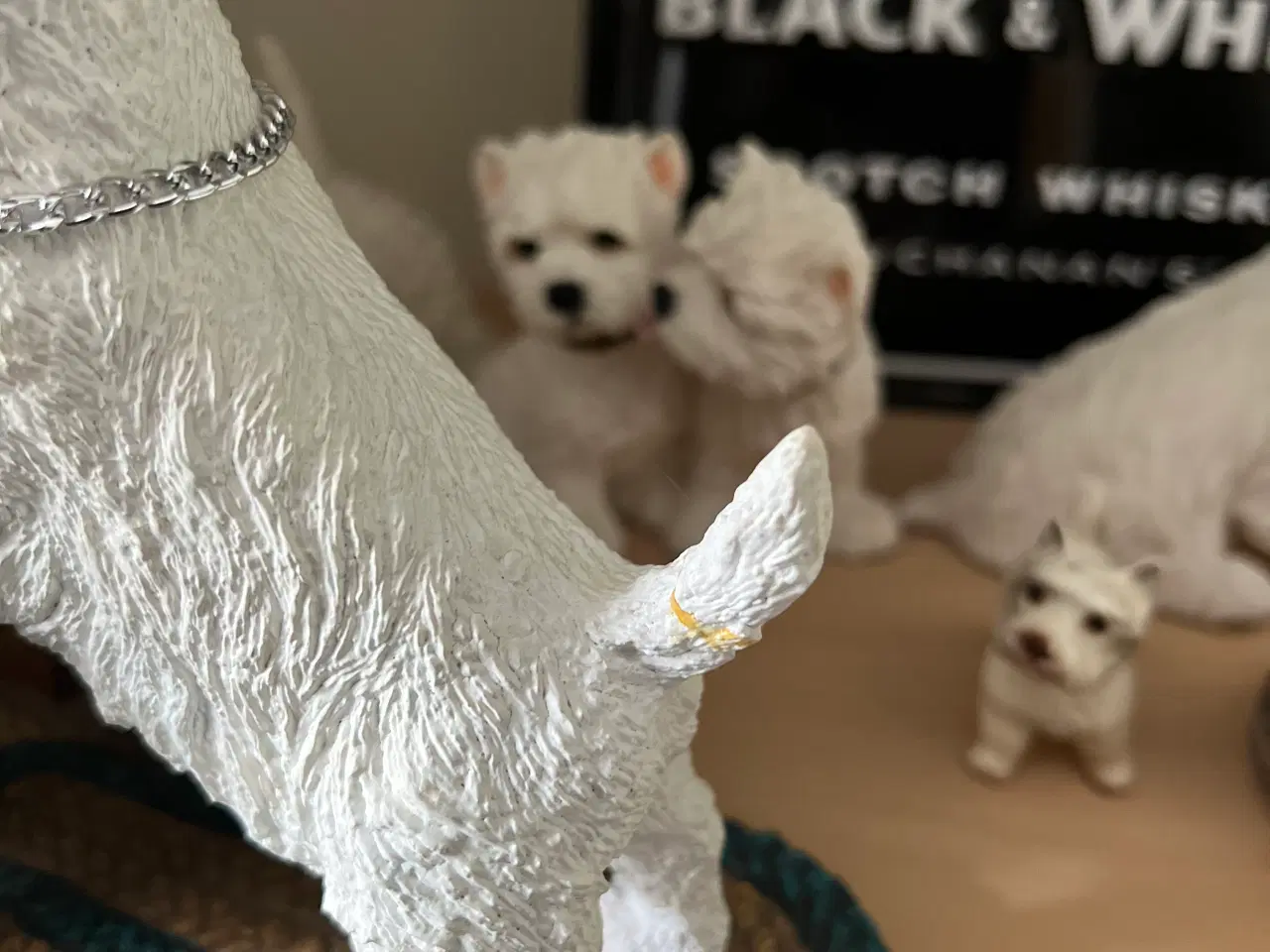 Billede 7 - West highland white terrie div.