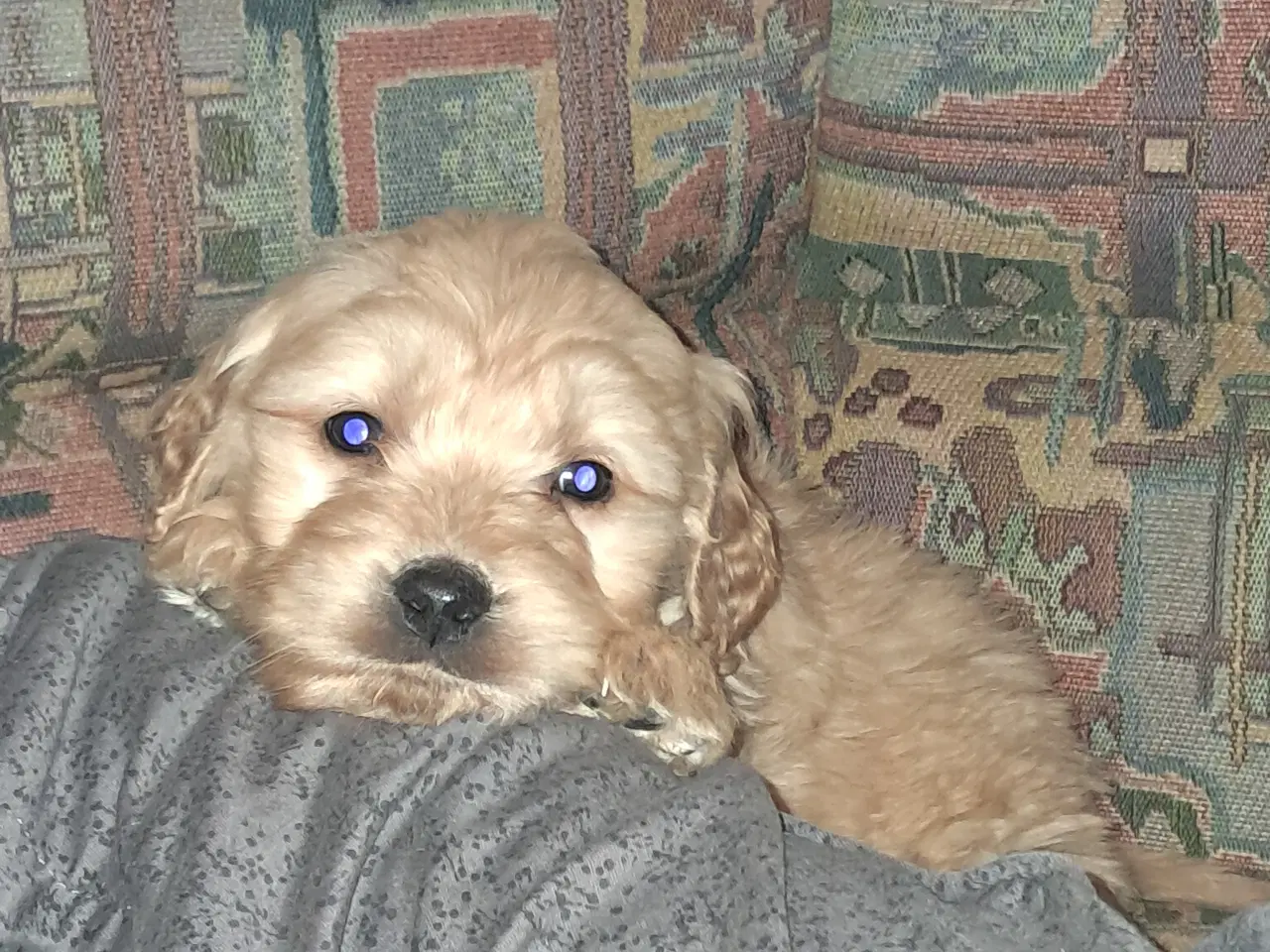 Billede 2 - De sødeste skønneste blandingshvalpe