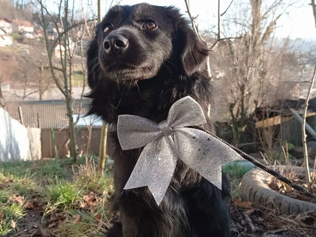 Billede 2 - Astrid fra A-holdet - Mild og kærlig