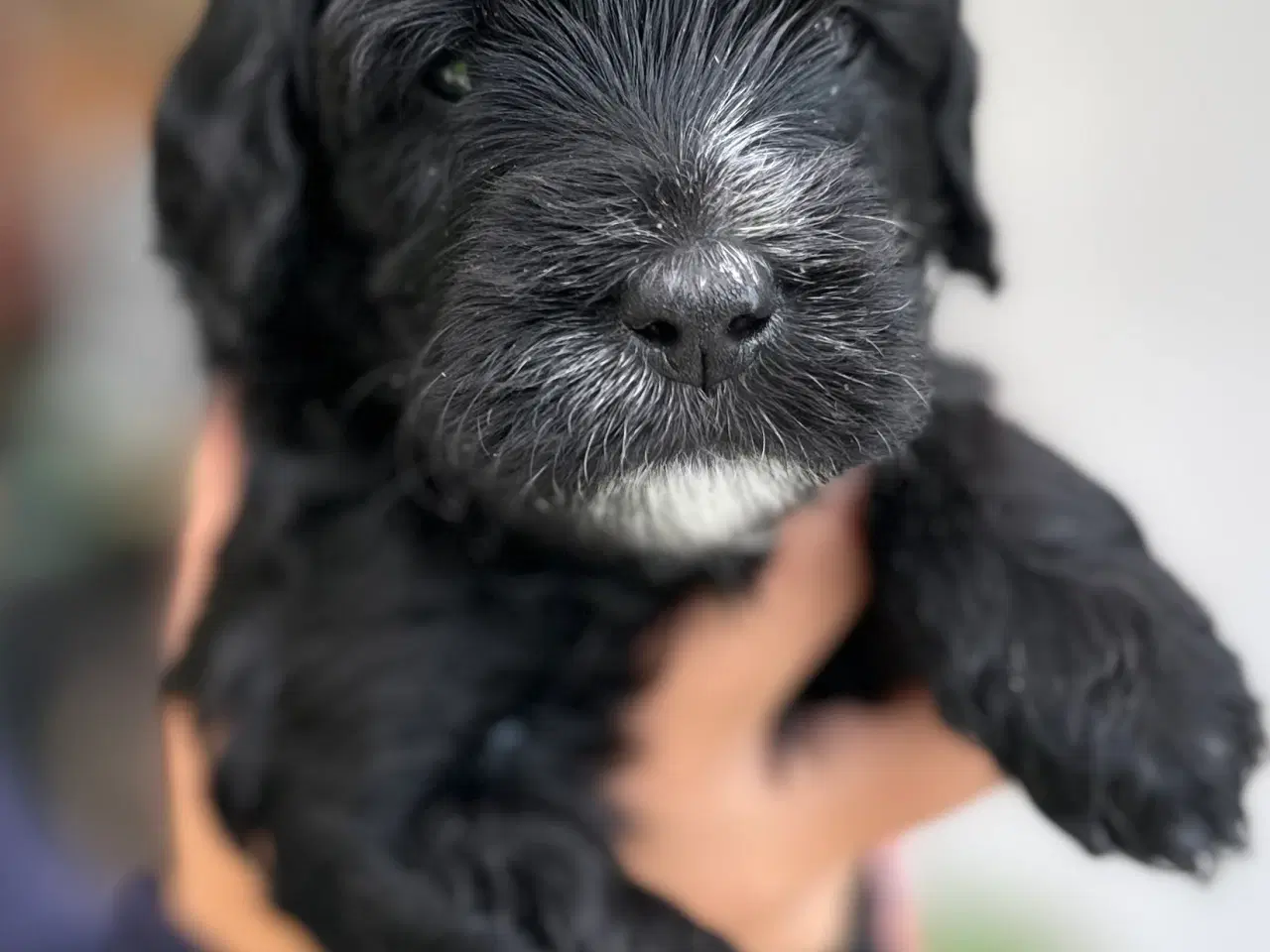 Billede 3 - Sorte Goldendoodle F1bb-mini hvalpe