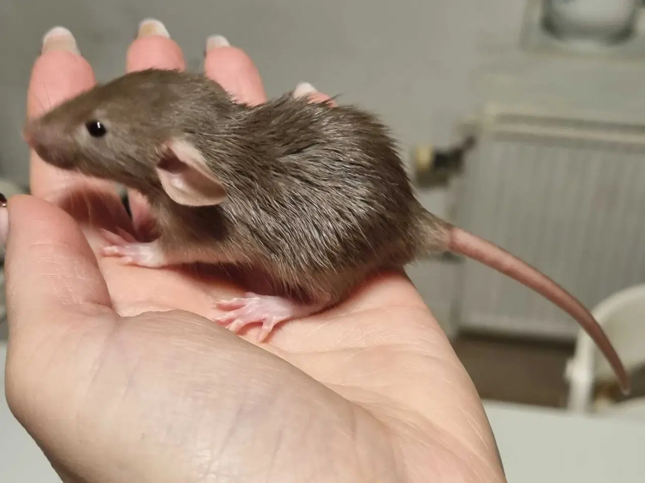 Billede 5 - Dumbo drenge (rotteunger)