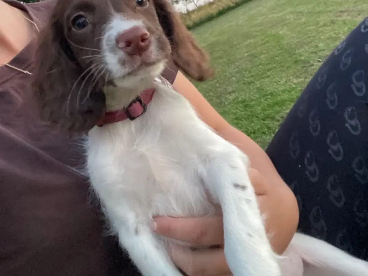 Billede 6 - Tre super søde FT springer spaniel 