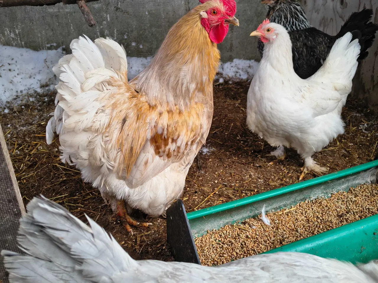 Billede 1 - Flotte Krydsnings Haner