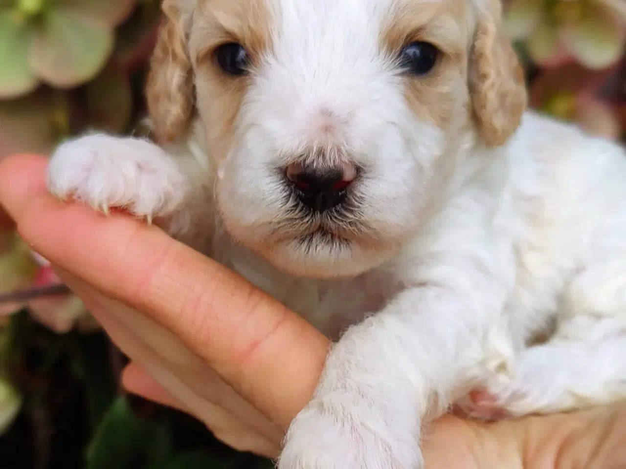 Billede 1 - Skønne Cockerpoo hvalpe søger søde familier 