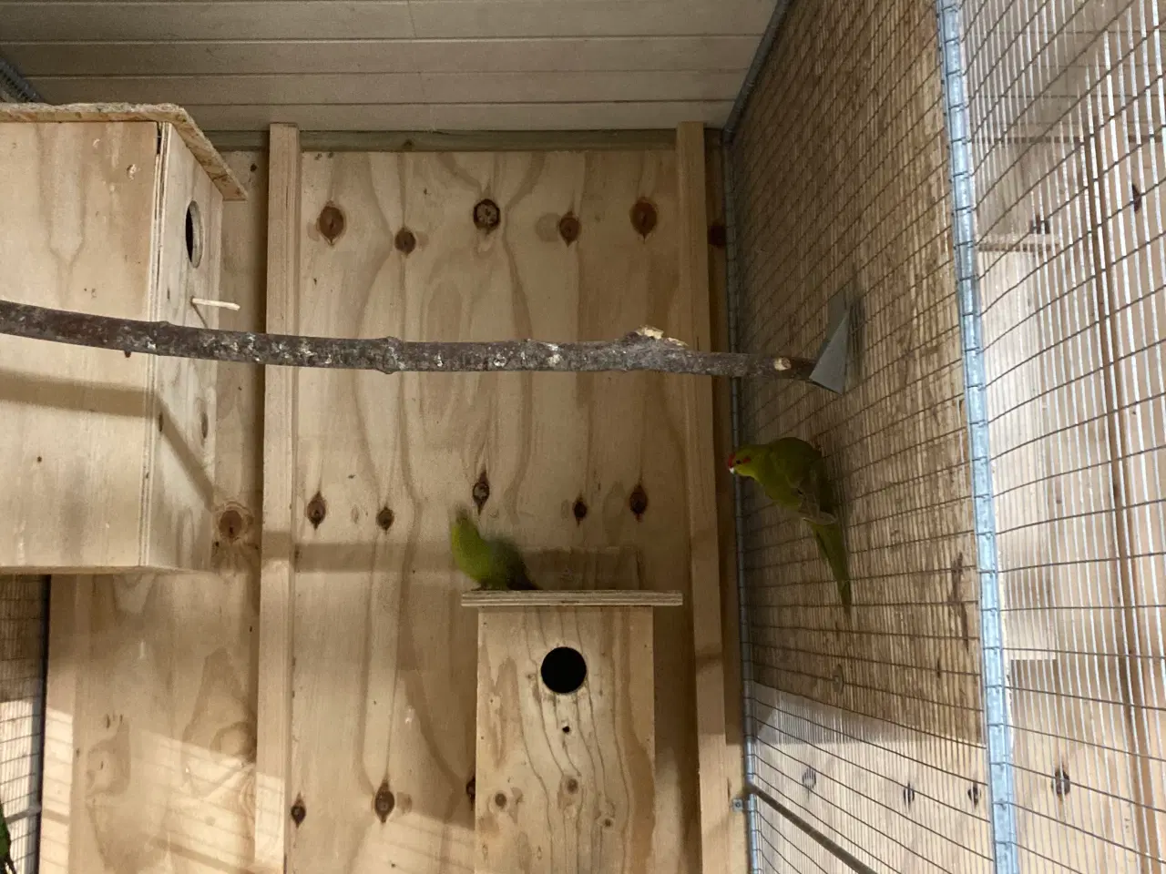 Billede 3 - Har 2 stk Gedeparekitter hunner 150kr stk