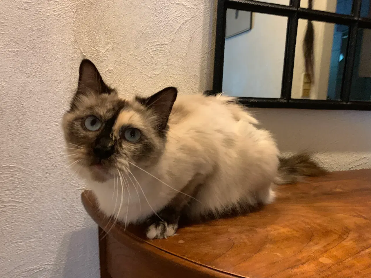 Billede 1 - Ragdoll og SkovDoll evt. sammen