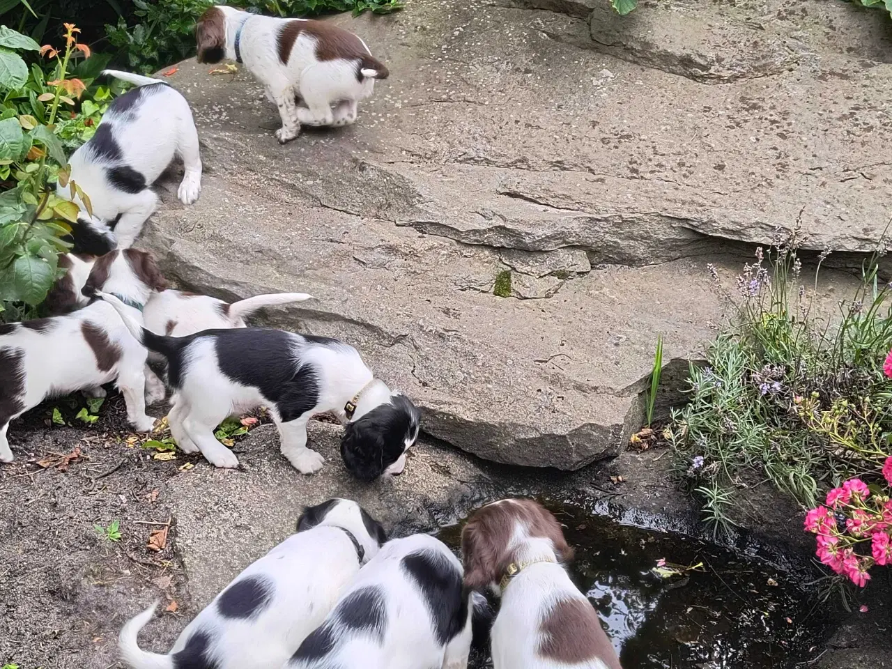Billede 5 - FT Springer spaniel