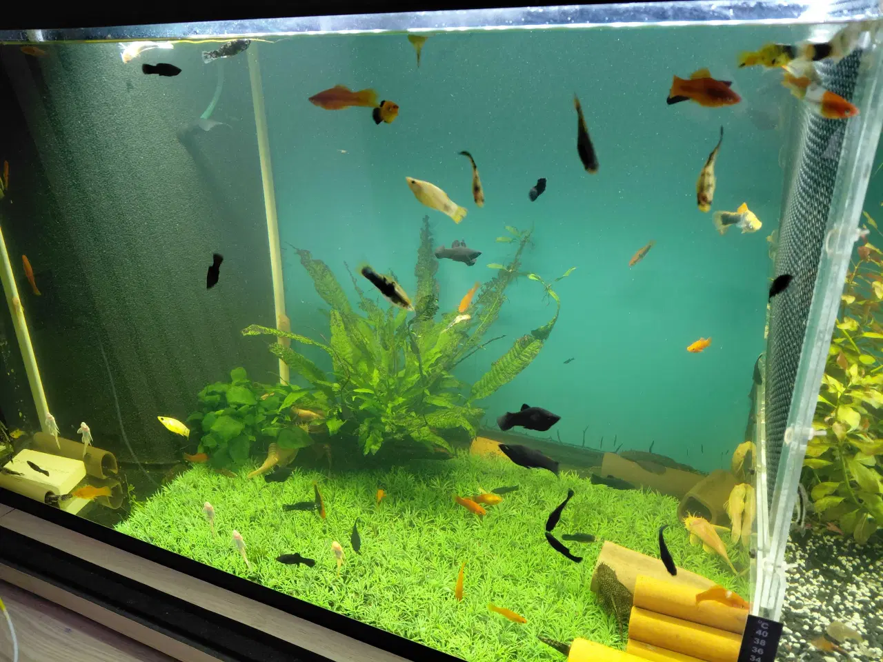 Billede 6 - Fisk til salg 
