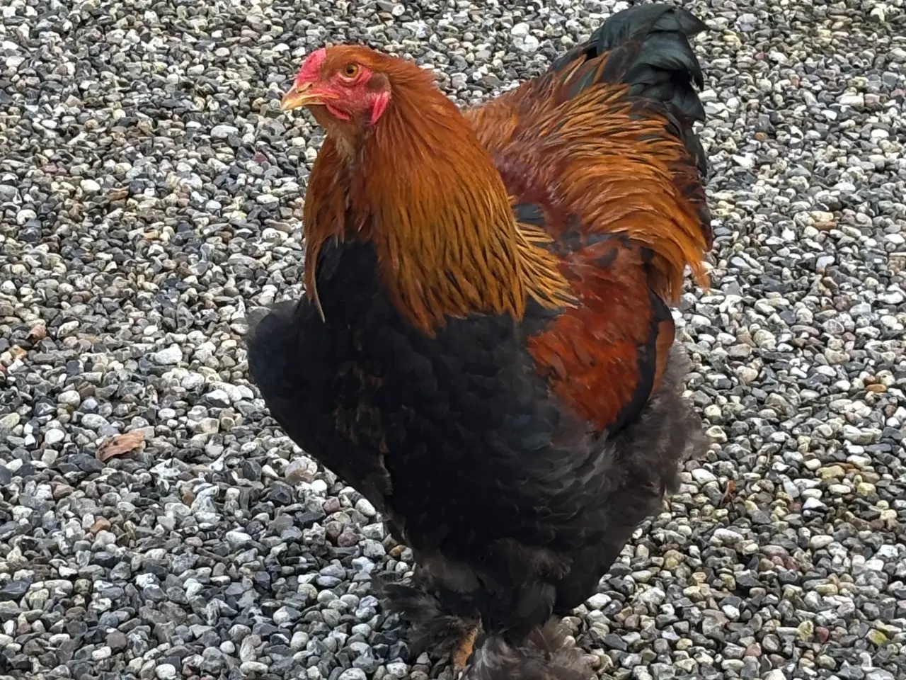 Billede 2 - Brahma unghane