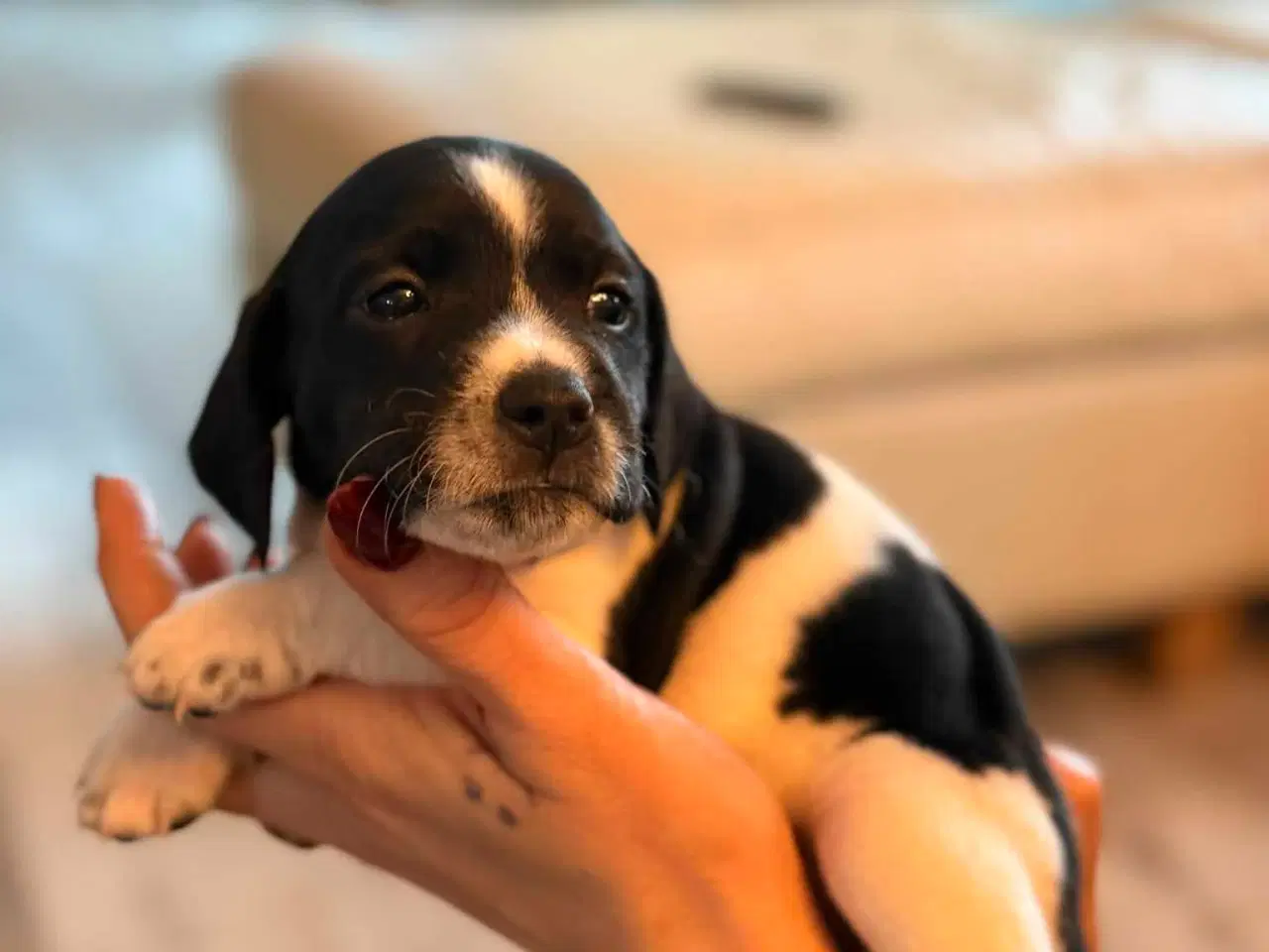 Billede 5 - 🐾 Lækre små vapser søger kærlige hjem 🐾