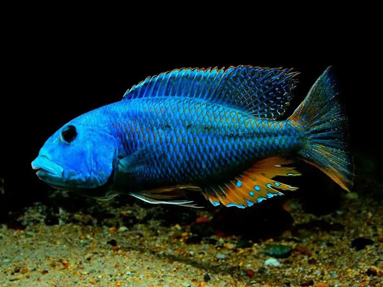 Billede 2 - Aristochromis christyi 