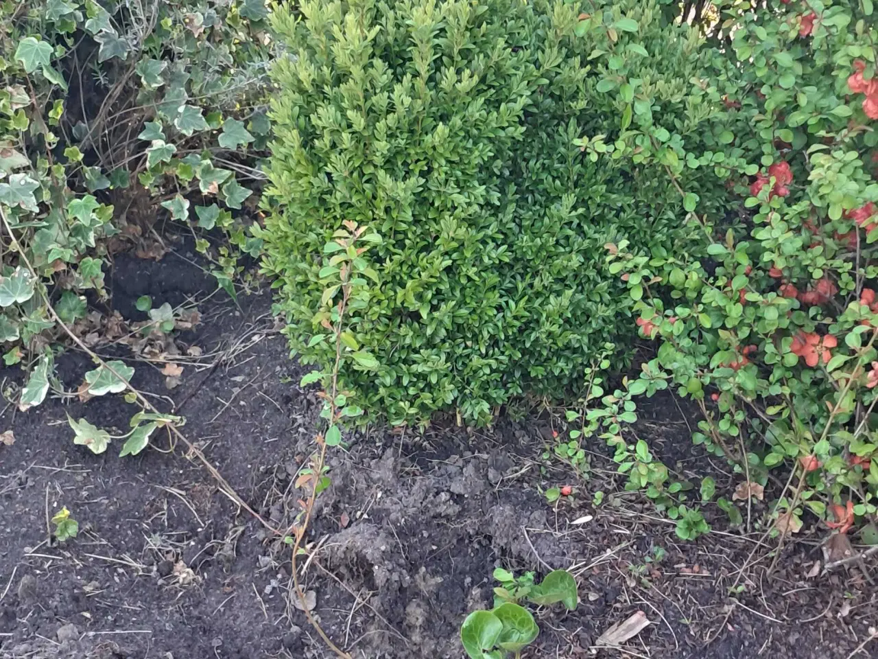 Billede 6 - Flotte haveplanter og havesten bortgives 