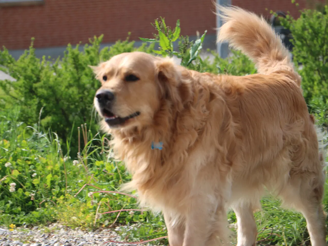 Billede 19 - Verdens smukkeste Golden Retriever hvalpe