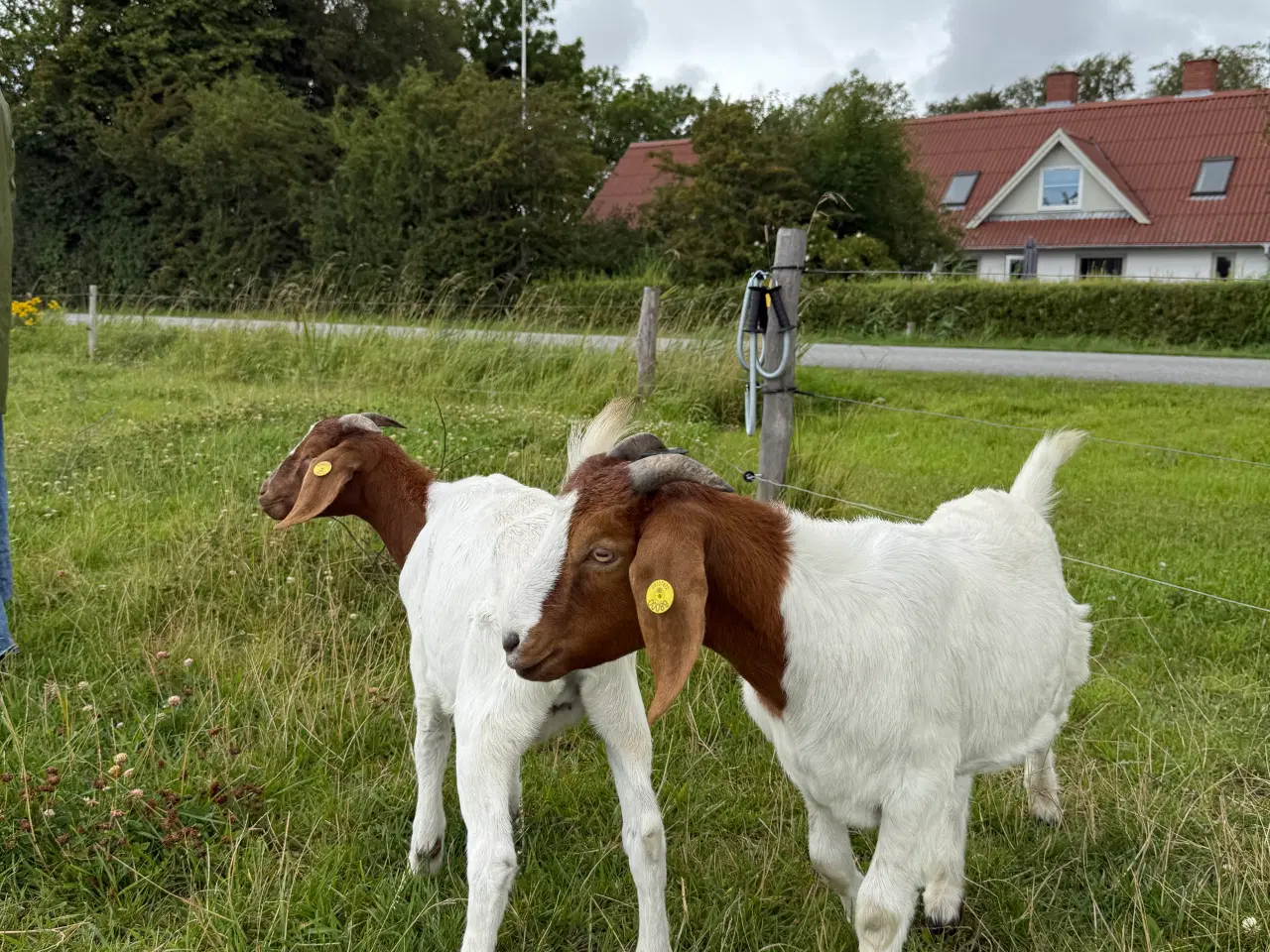 Billede 1 - Boer geder sælges