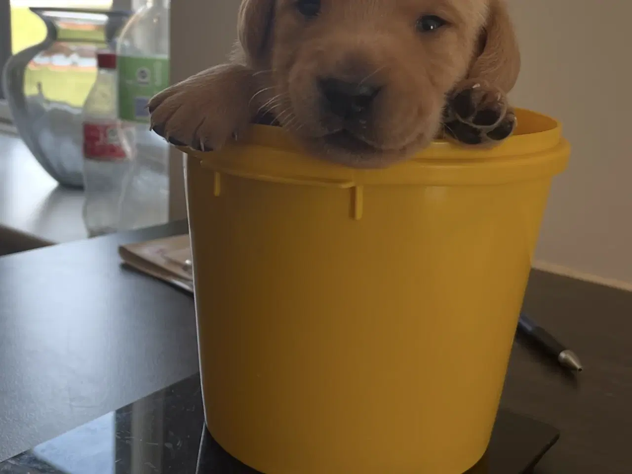 Billede 5 - Labrador hvalpe 