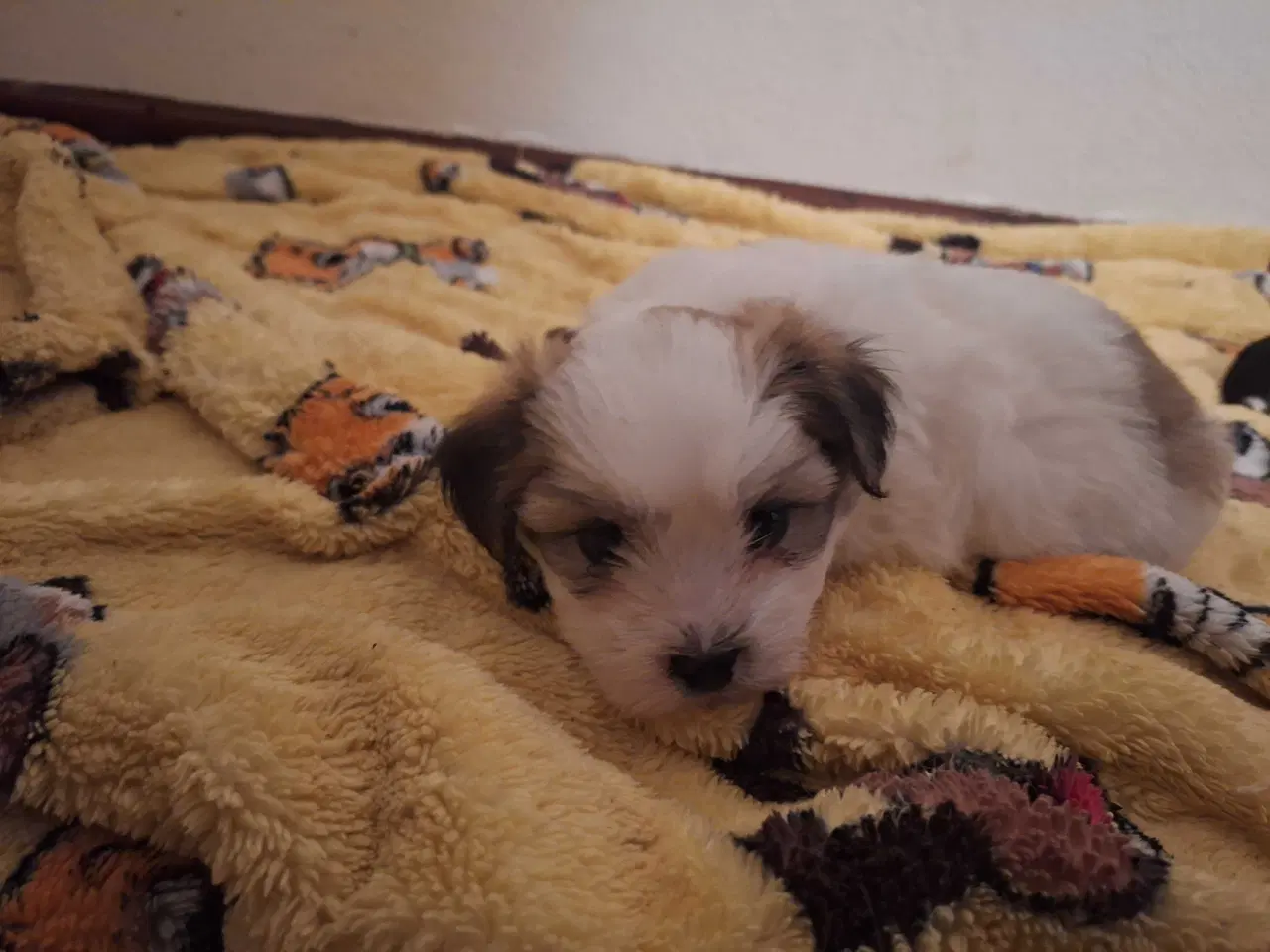 Billede 13 - Lhasa apso / malteser