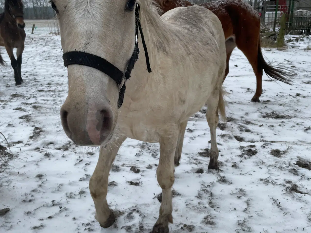 Billede 2 - Palomino hingsteplag