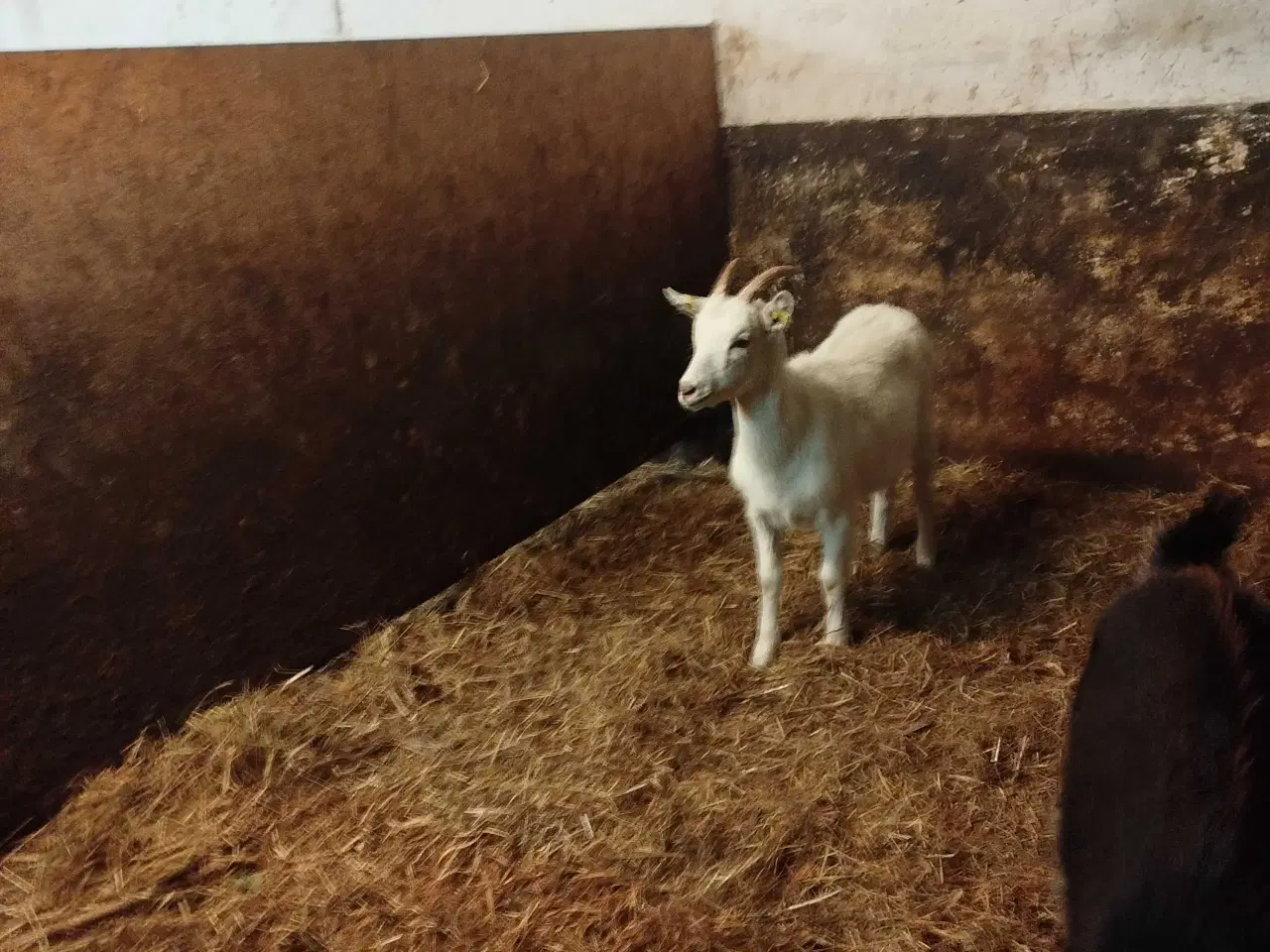 Billede 2 - Landrace kastrater søger nyt hjem