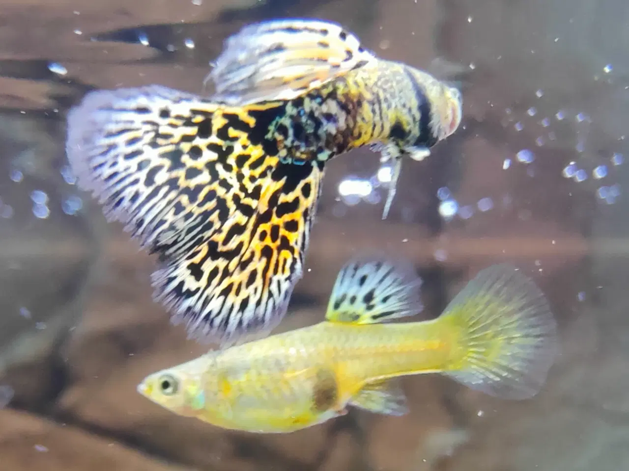 Billede 1 - Renstammet Yellow Tiger King Cobra Guppy